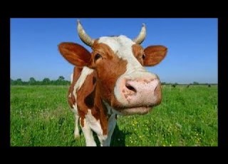 Cow Sounds Mooo Pictures Of Cows Sound Effect ग य क आव ज ग य क च त र ग य क आव ज Cow Ki Awaz