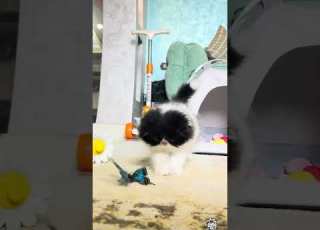 بوشكاش افندي قمر علي شكله قطة قطط ايهاب خواجة وجماله قطط الخواجة   