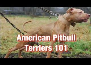 American Pitbull Terriers 101