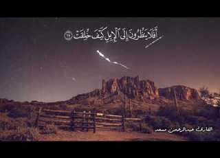 أفلا ينظرون إلى الإبل كيف خلقت عبد الرحمن مسعد