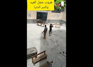 هروب عجل العيد ور الدنيا Shorts