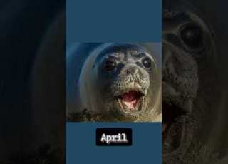 Which Seal Are You Funny Cute Viral Cuteanimals Seal