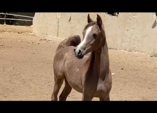  مهر عربي 9 شهور للبيع
