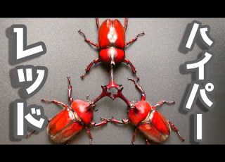 After Five Years Of Selective Breeding Of Red Beetles The Red Ones