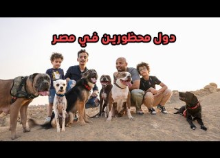  اخطر كلاب في مصر الكلاب المحظورة