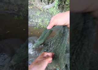  Tracing The Dragon Trap Patehinte Fishing