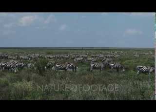  Zebra Herd Grazing In High Grasses Among A Small Pond At Serengeti National Park