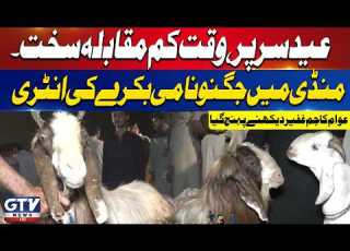 Eid Al Adha 2026 Hype Viral Jugnu Goat Attracts Huge Crowd Maweshi Mandi Breaking News