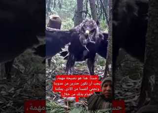 طاءر Africa ابلور Comedy Ayam Duet Eagle Funny Duo Cat Animals Cow Birds Chicken طي