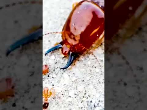 The Shocking Truth About Ants Vs Termites What You Didn T Know Wildlife Animals Wildlifewonder