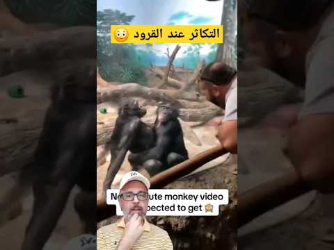 كيف تتكاثر قرد شيمبانزي تكاثر يوتيوب