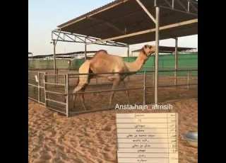  شامخ الرئاسة