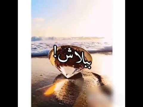 عشنا وشفنا بشر ببلاش