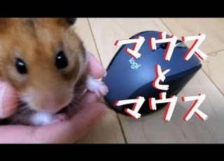 マウスのサイズはハムスターと同じ ロジクール M705m 008