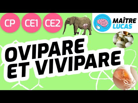 Ovipare Et Vivipare CP CE1 CE2 Cycle 2 Questionner Le Monde Le Monde Du Vivant