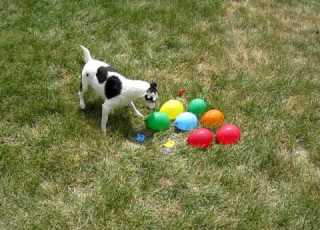 DOG Vs WATER BALLOONS