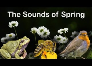 Can You Guess THE SOUNDS OF SPRING