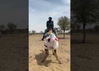 ي ٱل م ن ظ ر ٱلص ح ر او ي ع اد ات غ ر يب ة ل ز ف اف ٱلز و ج ي ن Viral