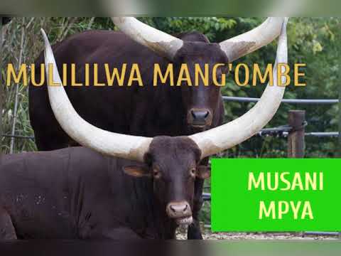 Mulililwa Mang Ombe Ujumbe Wa Ng Ombe 2022