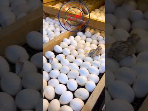 رش بيض الدجاج بالماء والخل بعد 18 يوم من التحضين رش بيض الدجاج بالماء والخل بعد 18 يوم من التحضين