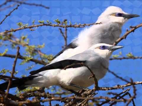 Esatu Tessema ድንቅ ናት ሃገሬ