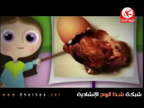 كليب الكتكوت فرقة طيور الجنة للأطفال ألبوم صغار و بس كليب الكتكوت فرقة طيور الجنة للأطفال ألبوم صغار و بس