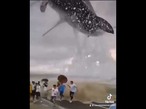 اضحم حوت في الشواطي السعوديه