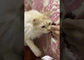 Curious Cats Also Like Skewers Cat Cutecat Cute