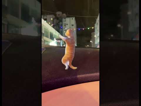 Dancing Cat Yearofyou Shorts Viral