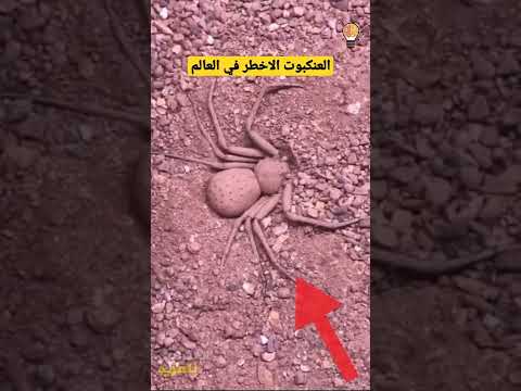 العنكبوت الرملي من اخطر العناكب في العالم يدفن نفسه بطريقة ادهشت العالم Shorts