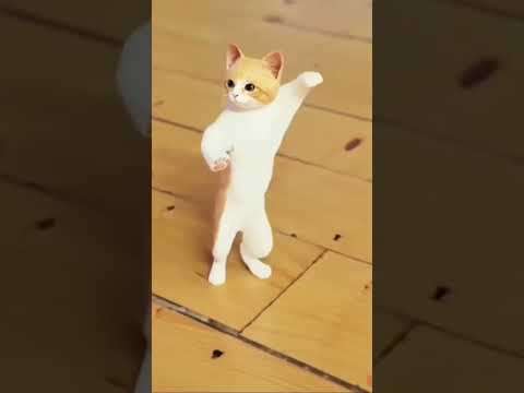 احلى قطه واحلى رقصه احلى طبله