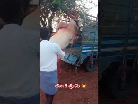 Look At The Bulls Sitting In The Car Viralshort Folkjanapada Trendingshorts Bull