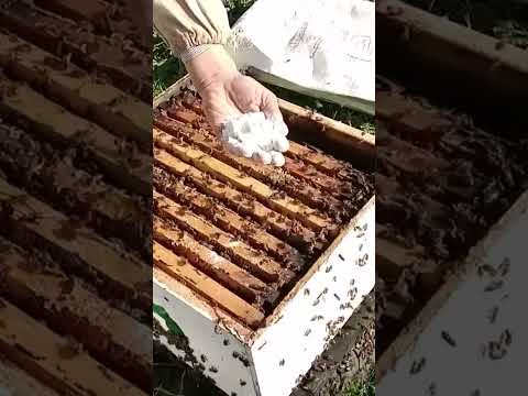 الوقاية من مرض الحضنة الذي يدهور الخليات للمبتدئين في تربية النحل ادعوكم للعودة للفيديو الاصلي