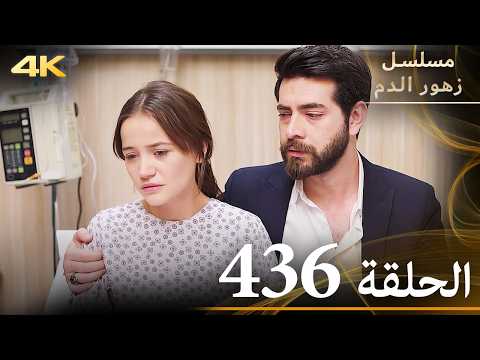 الحلقة 436 مسلسل زهور الدم مدبلج بالعربية Kan Çiçekleri جودة 4K