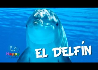  El Delfín Videos Educativos Para Niños