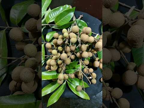 2 Types Of Litchi Litchi Shorts