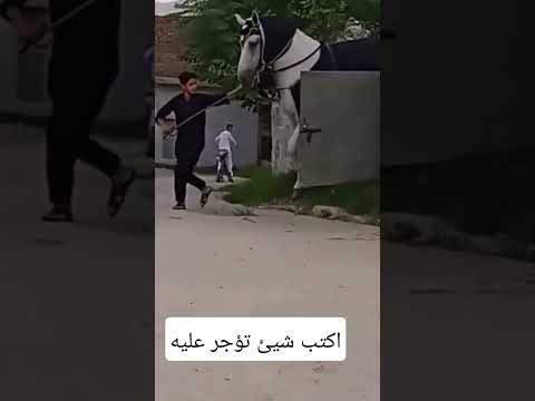 من أكبر الخيول في العالم خيل خيل عربي اصيل
