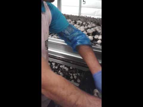 Drangovo Nai Glavniq Gabar