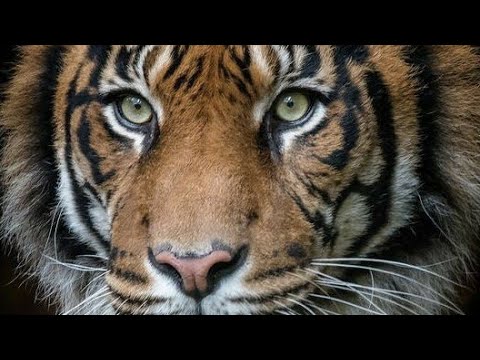 Tiger TRIBUTE Eye Of The Tiger