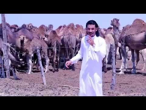 الفنان بسام ابو عواد مجرودة بنت المدينه