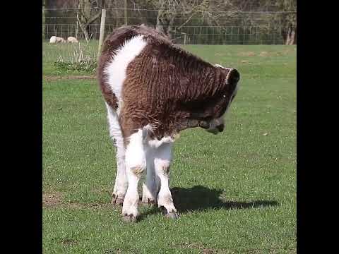 عجل المراعي