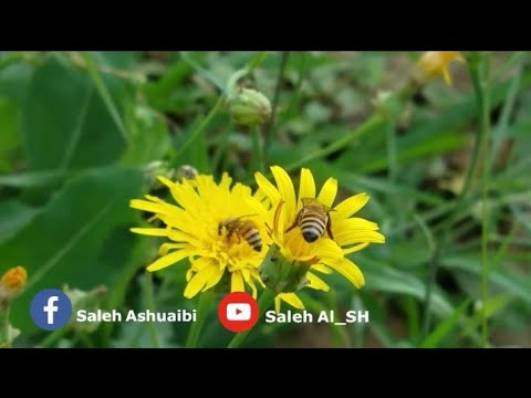 أغنية طاب اللقاء ايوب طارش مع ٲفضل المناظر الطبيعيه الرائعة