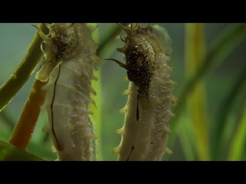Seahorse Mating Dance The Great British Year Episode 2 Preview BBC Seahorse Mating Dance The Great British Year Episode 2 Preview BBC