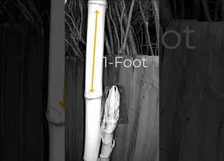 How Fast Does Bamboo Grow In A Day
