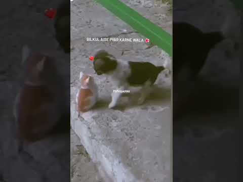 Tumhe Kaisa Life Partner Chahiye Lovestatus Couplegoals Shorts Trendingshorts