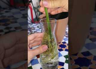  نقل نبات المونستيرا أو القفص الي من الماء إلى التربة نباتاتي Plants Monstera مونستيرا