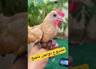 مشروع دواجن صغير مربح ١٠٠