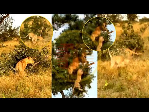 Tizama Mpambano Huu Kati Ya Simba Na Chui Juu Ya Mti