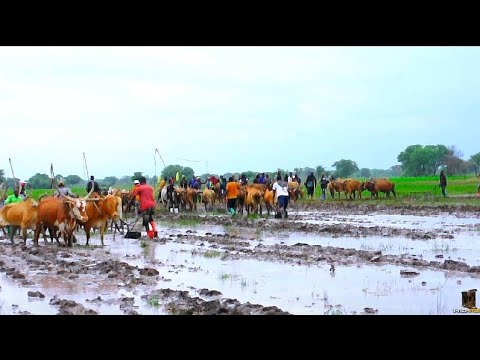 2026 Hasira Kali Ipeja Mayiku Official Video
