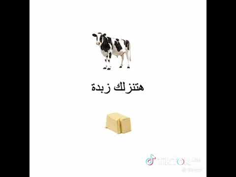 بص الهبل احلب بقره واكل رز هتنزل لك رز بلبن